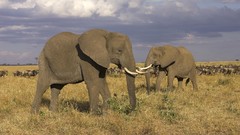 Animals elephants african Kenya mara