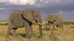 Animals elephants african Kenya mara
