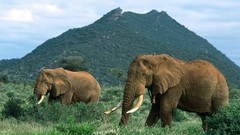 Animals elephants african Mammals