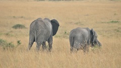 Animals elephants animal