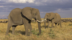 Animals elephants animal