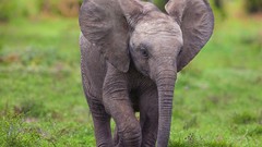 Animals elephants baby animals