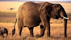 Animals elephants baby animals