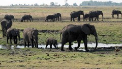 Animals elephants baby animals