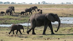 Animals elephants baby animals