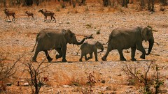 Animals elephants baby animals