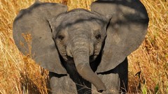 Animals elephants baby elephant