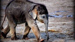 Animals elephants baby elephant