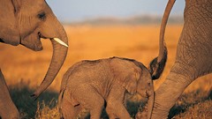 Animals elephants baby elephant