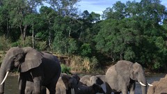 Animals elephants baby elephant