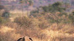 Animals elephants baby elephant