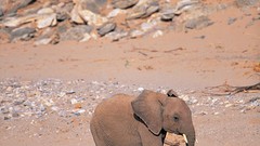Animals elephants baby elephant