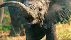 Animals elephants baby elephant