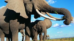 Animals elephants baby elephant