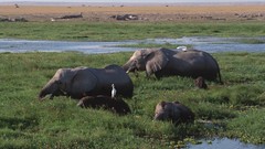 Animals elephants baby elephant