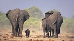 Animals elephants baby elephant