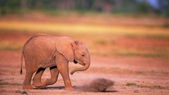 Animals elephants baby elephant