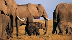 Animals elephants baby elephant