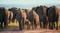 Animals elephants baby elephant