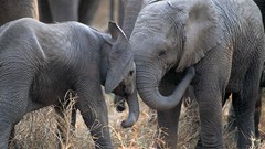 Animals elephants baby elephant
