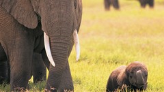 Animals elephants baby elephant