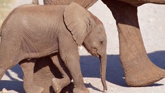 Animals elephants baby elephant