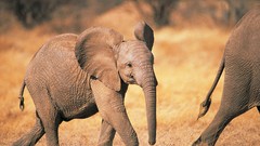 Animals elephants baby elephant