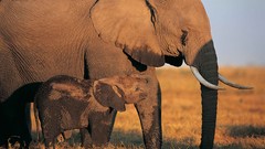 Animals elephants baby elephant