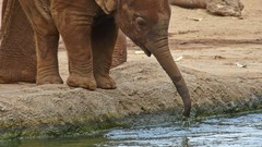 Animals elephants baby elephant