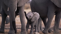 Animals elephants baby elephant