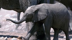 Animals elephants baby elephant baby animals