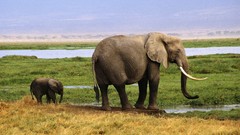 Animals elephants baby elephant baby animals