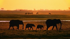 Animals elephants baby elephant baby animals