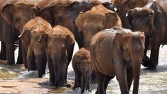 Animals elephants baby elephant baby animals