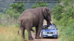 Animals elephants Car text