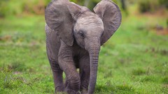 Animals elephants chrome safari baby elephant baby animals 