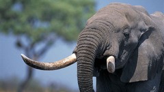 Animals elephants depth of