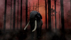 Animals elephants forests