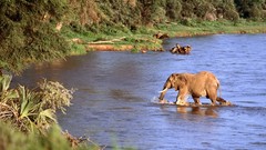 Animals elephants lakes