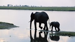 Animals elephants lakes baby animals
