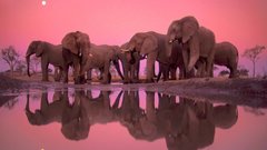 Animals elephants lakes reflections