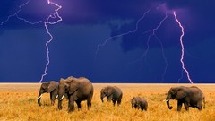 Animals elephants Lightning baby