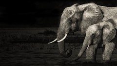 Animals elephants monochrome