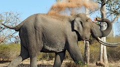 Animals elephants national geographic