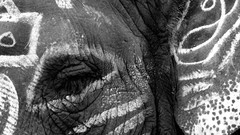 Animals elephants national geographic grayscale