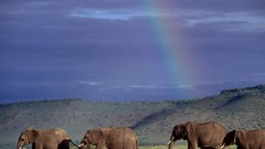 Animals elephants rainbows