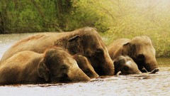Animals elephants rivers baby animals
