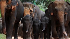 Animals elephants Sri Lanka baby elephant baby animals