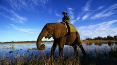 Animals elephants wild animals