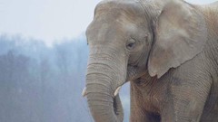 Animals elephants wildlife